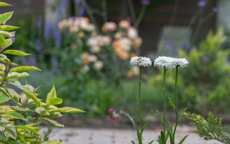 White daisy-like flowers in a garden border with green foliage and purple blooms in soft focus background.