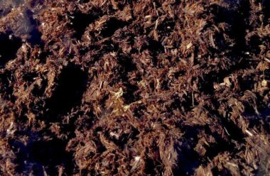 Close-up of natural fertiliser, showing organic plant-based material with dark and golden-brown tones.