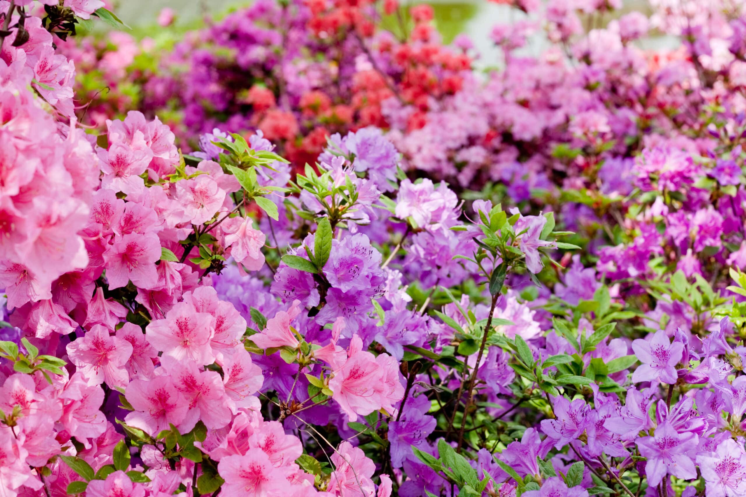 Vibrant cluster of pink and purple azalea flowers with green foliage in full bloom, demonstrating healthy plant growth.